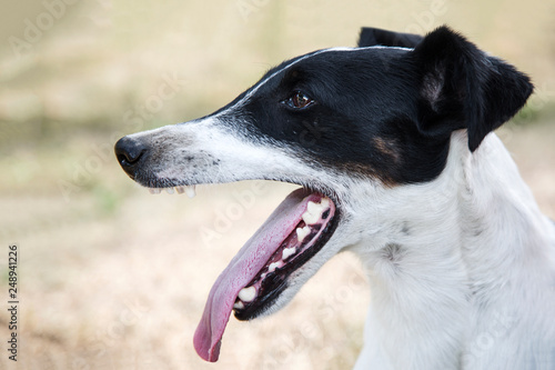 The dog Smooth Fox Terrier in profile with tongue sticking out waiting outside