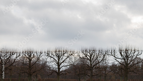 herrenhausen palace trees cut trimmed tops winter