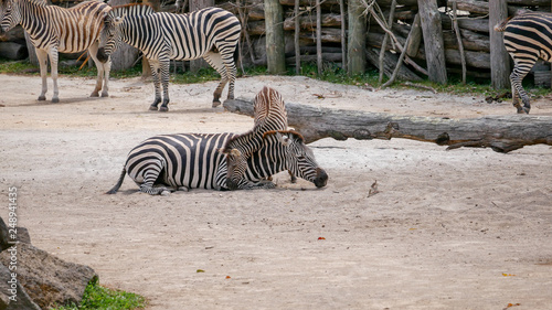 Zebra foal hugging his mother