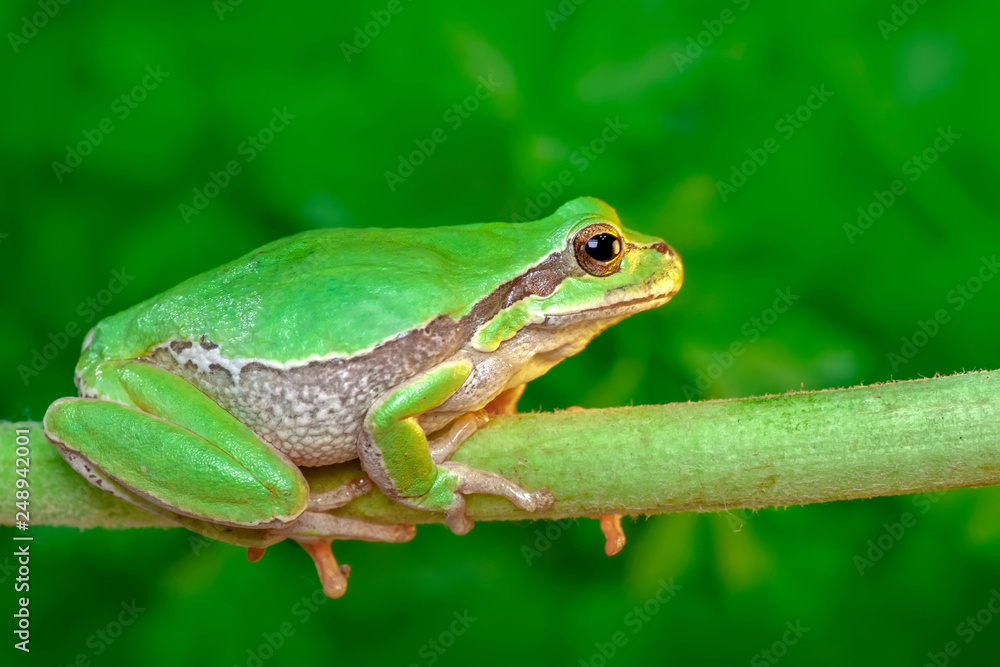Beautiful Europaean Tree frog Hyla arborea - Stock Image Beautiful Europaean Tree frog Hyla arborea - Stock Image