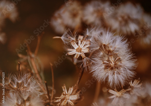 dried brown flowers in the forest