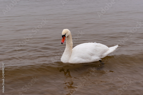 On a cold winter day, a white swan is swimming in the Baltic Sea.