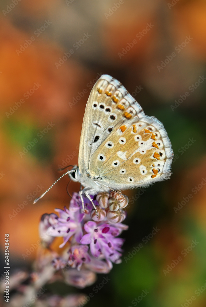 Closeup beautiful butterfly sitting on flower Closeup beautiful butterfly sitting on flower