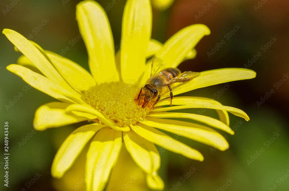 Beautiful Bee macro in green nature - Stock Image Beautiful Bee macro in green nature - Stock Image