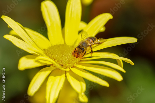 Beautiful  Bee macro in green nature - Stock Image © blackdiamond67