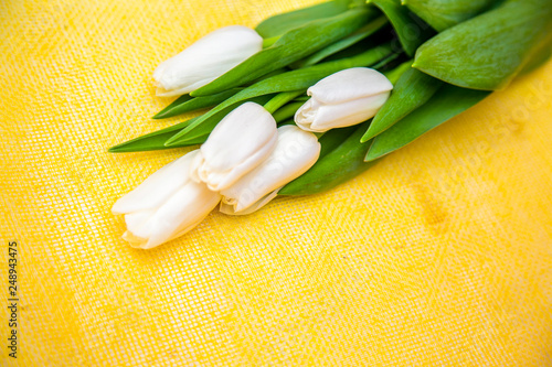 Fototapeta Naklejka Na Ścianę i Meble -  exquisite fresh white tulips on bright yellow  backgrounds