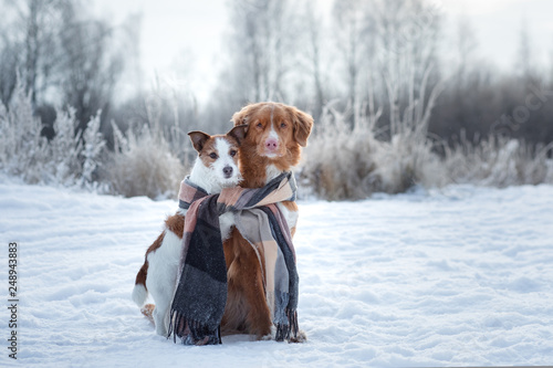 Fototapeta Naklejka Na Ścianę i Meble -  dog hugging. Pets in nature in winter. Cute Animals are friends. Small and big dog together. Toller and Jack Russell Terrier