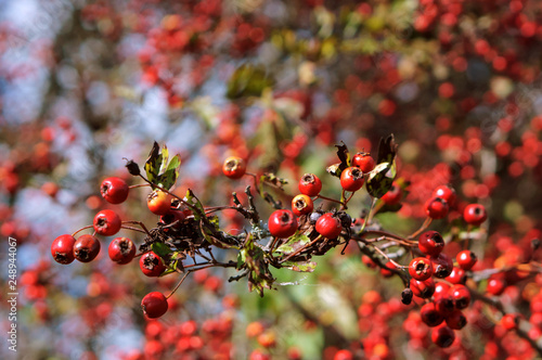 Red hawthorn berries. Medical boysenberry. Ripe Hawthorn.   photo