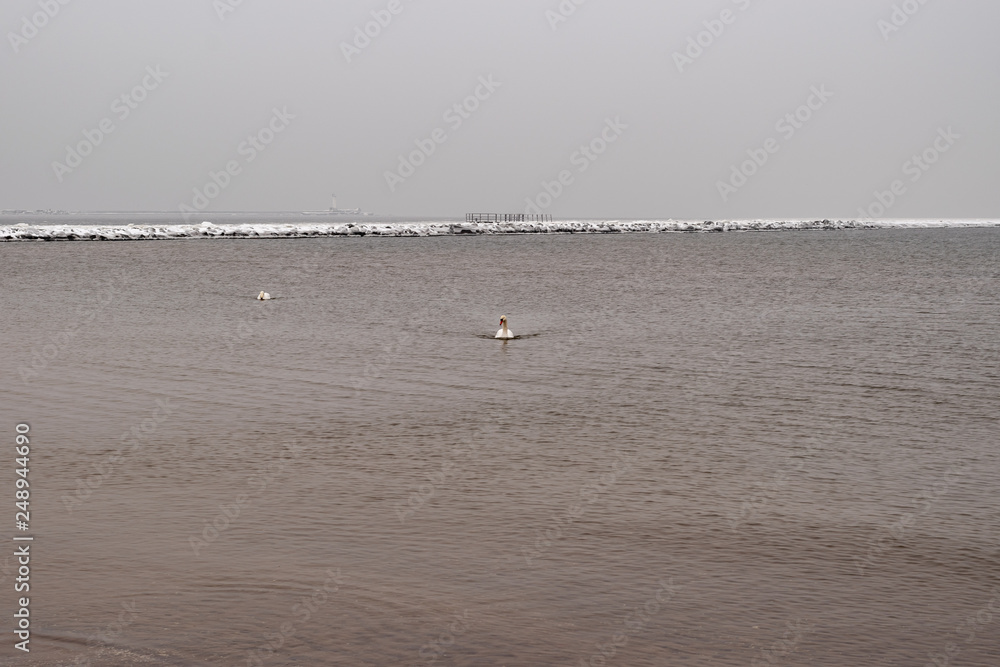 On a cold winter day, two white swans swim in the Baltic Sea. On a cold winter day, two white swans swim in the Baltic Sea.