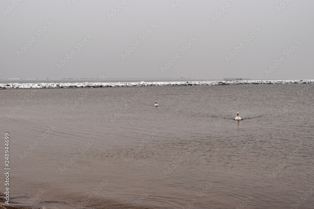 On a cold winter day, two white swans swim in the Baltic Sea.