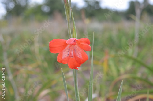 Red flower of Gladiolus saundersii photo