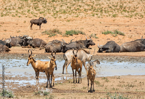 Busy Watering Hole