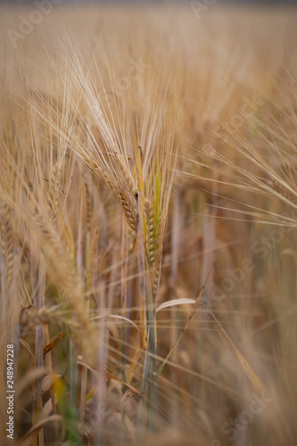 Fototapeta Naklejka Na Ścianę i Meble -  barley field