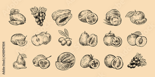 Set of fruits. Fresh food, healthy eating sketch. Hand drawn vector illustration