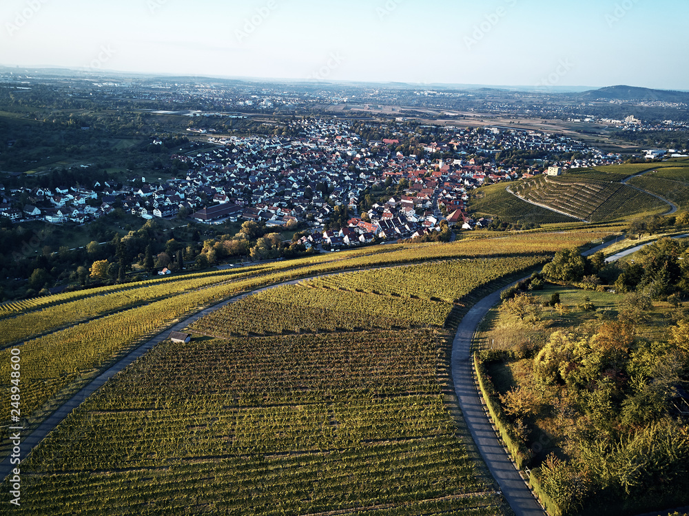 vineyards landscape on the hill from top with drone, green structure nature, dji