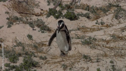 Cute African Penguin Waddles Through Beach photo