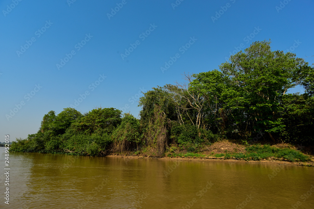 River landscape and jungle,Pantanal, Brazil River landscape and jungle,Pantanal, Brazil