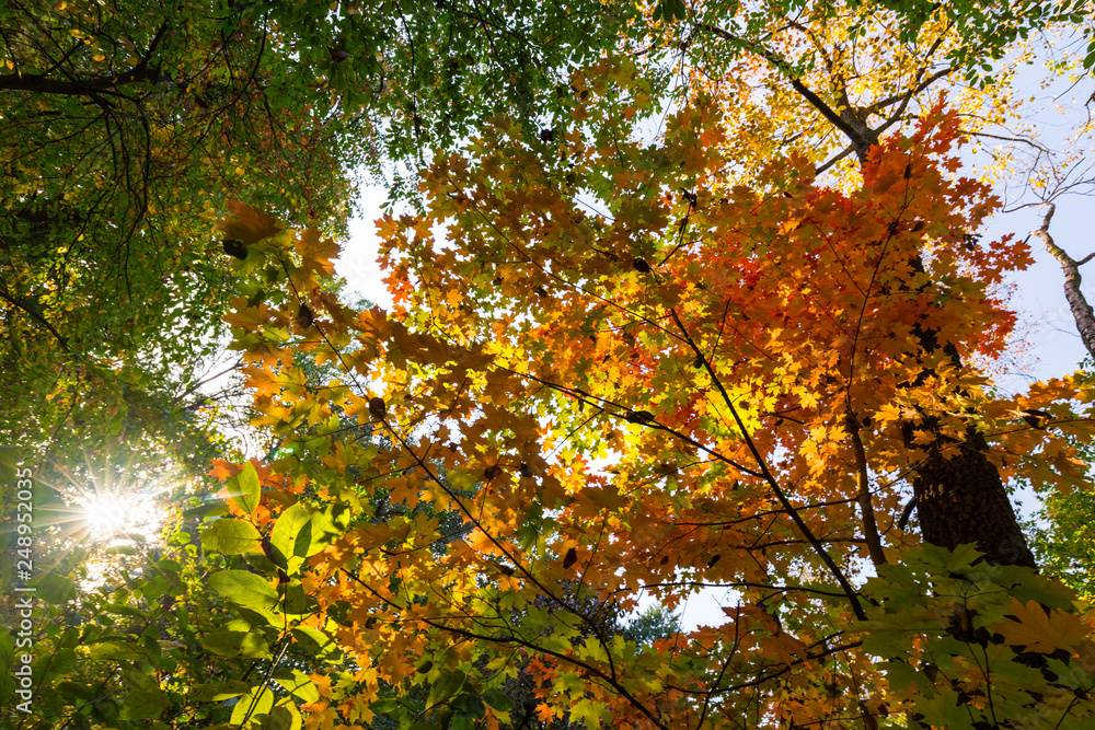 Vibrant autumn colors on a sunny day in the forest