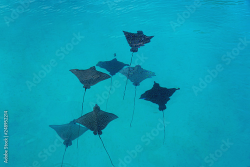 Underwater view of a school of wild Spotted Eagle Ray (Aetobatus narinari) fish swimming in the Bora Bora lagoon, French Polynesia