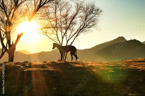 Greyhound Dog enjoying the mountain views at sunset