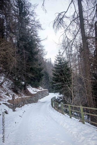 Mountain snowy road in the winter forest. © LarisaP