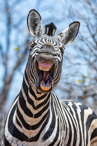 Laughing Zebra