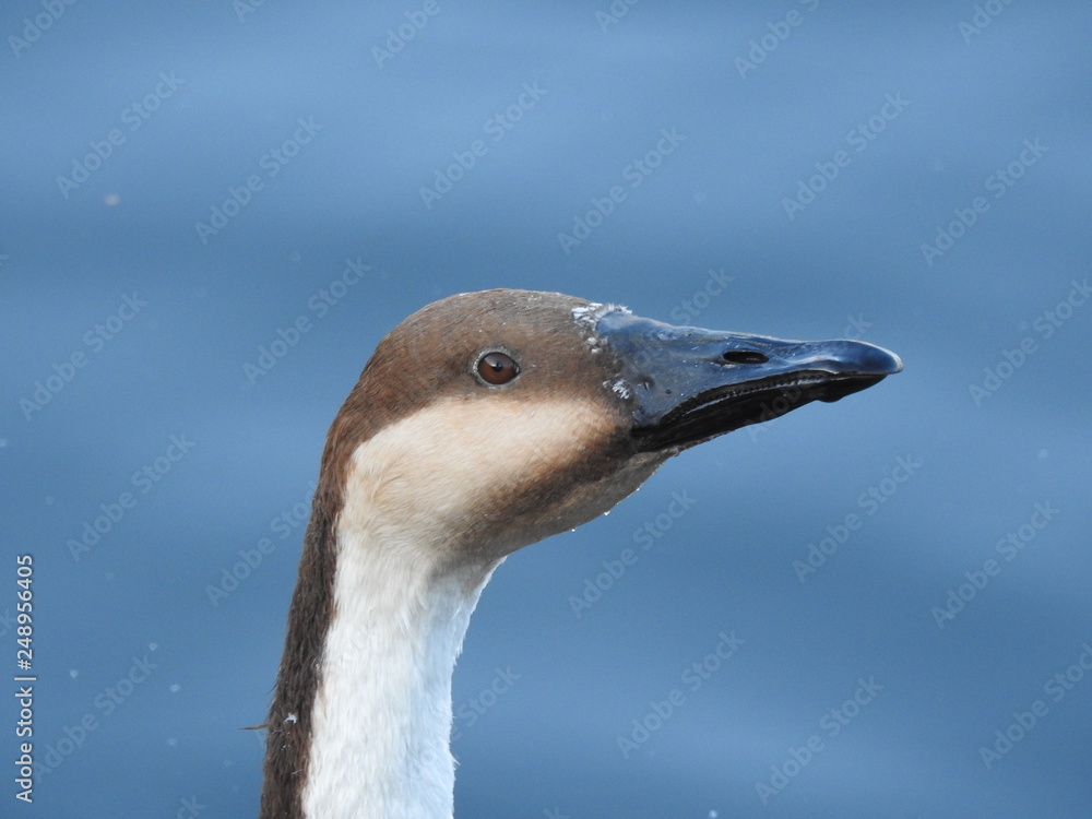 Goose head and neck portrait