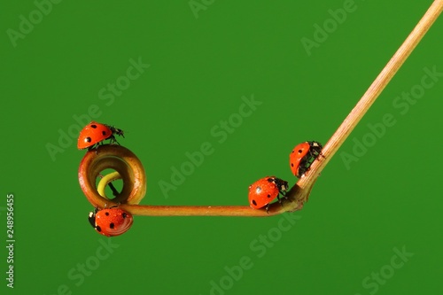 ladybug