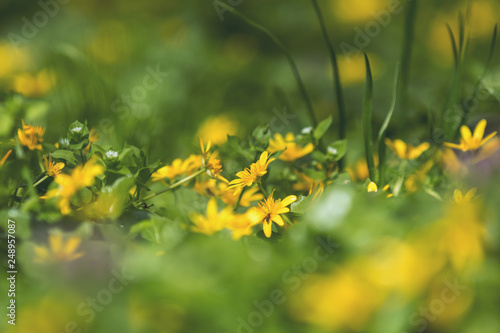 Yellow Ranunculus acris on the Spring Sunny Lawn