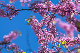 Pink flower clusters of an Eastern Redbud tree in full bloom
