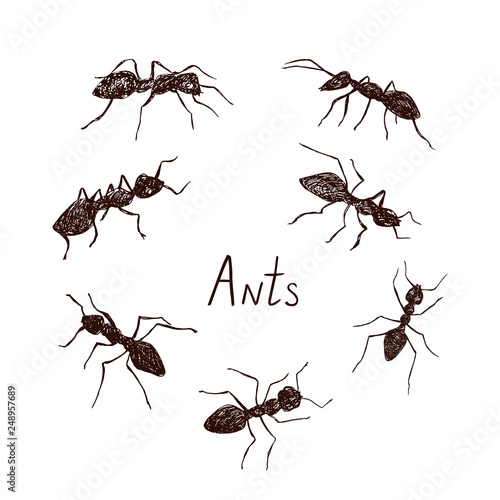 Ants collection drawing, vintage engraved illustration style, hand drawn doodle, sketch, vector with inscription