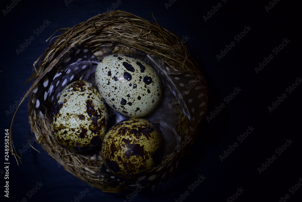 Fototapeta gniazdo z jajami przepiórczymi na ciemnym tle
