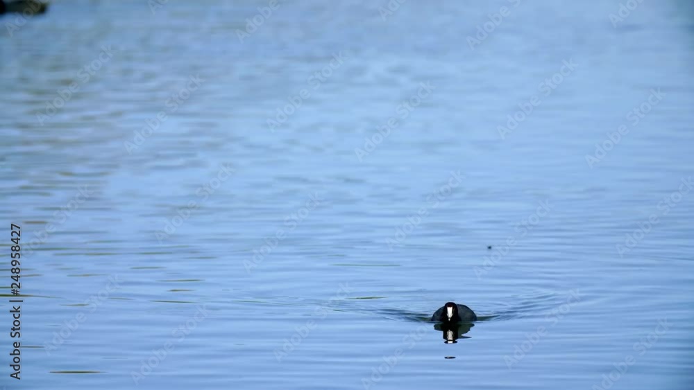 Coots swimming and feeding on lake Coots swimming and feeding on lake