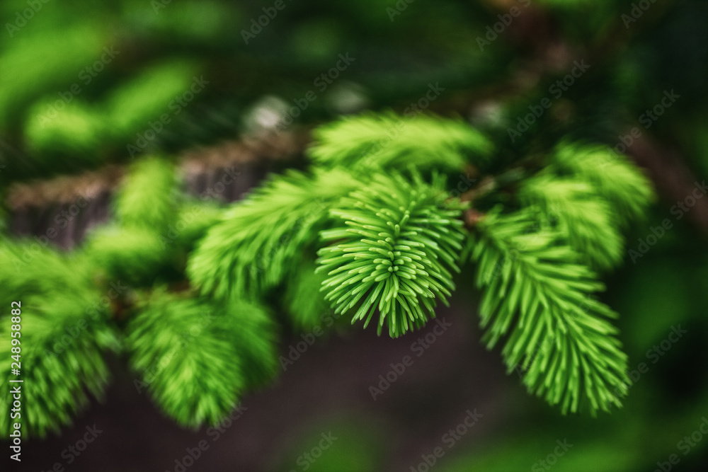 young branches of needles, beautiful background young branches of needles, beautiful background