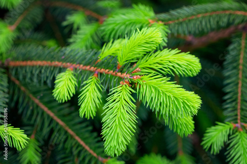 young branches of needles  beautiful background