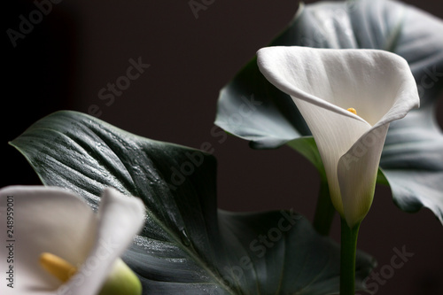 Fotografie Calla - blossom beautiful white flower, houseplant, background.