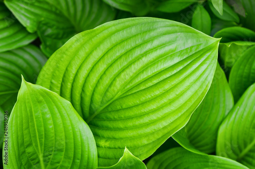 large green leaves as a natural green background