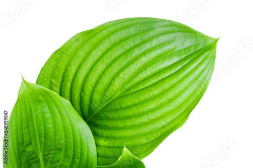 large green leaves on white isolated background