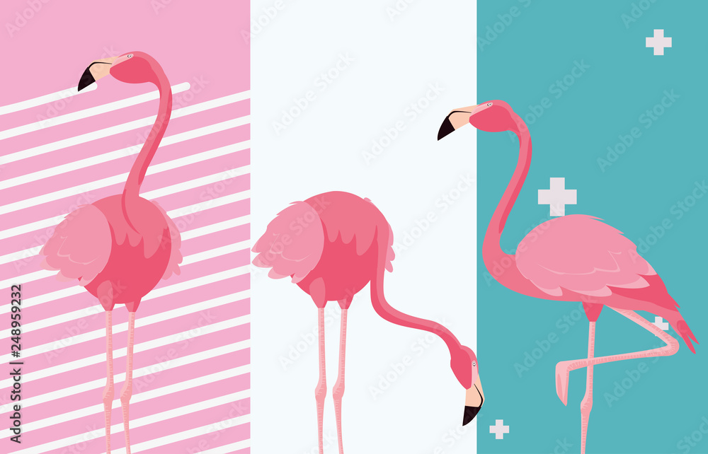 Fototapeta premium tropical flamingo design