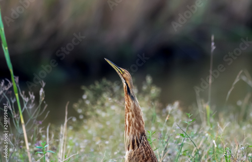 Rarely Seen American Bittern (Botaurus lentiginosus) in Wetland Marsh photo