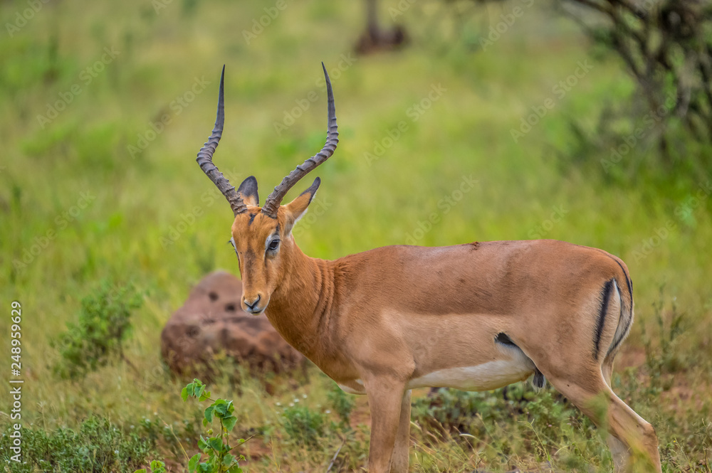 A group of Imapala or deer posing in a game reserve A group of Imapala or deer posing in a game reserve