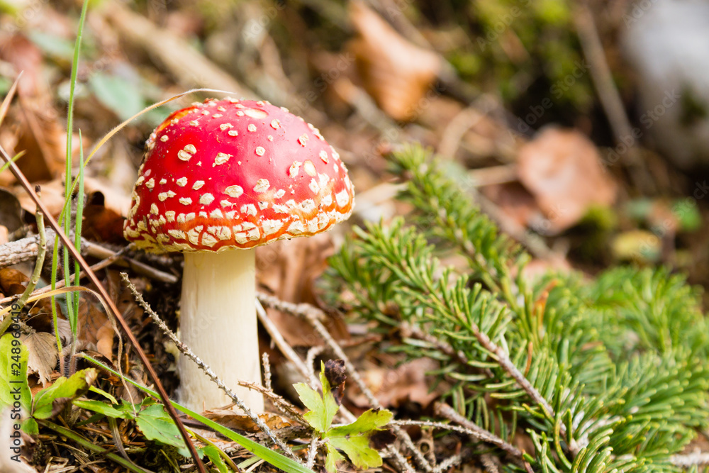 Amanita muscaria mushroom close up, nature background Amanita muscaria mushroom close up, nature background