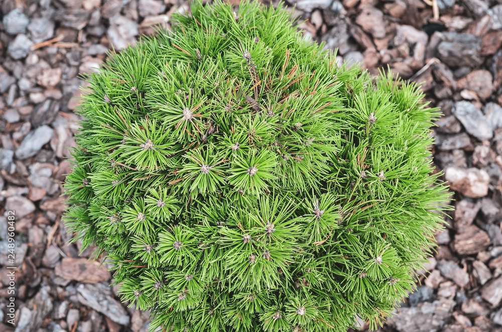 Green corniferous tree in the garden for decoration. Top view. Green corniferous tree in the garden for decoration. Top view.