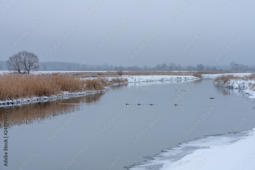 winter river not covered with ice, reeds, water, wintering ducks