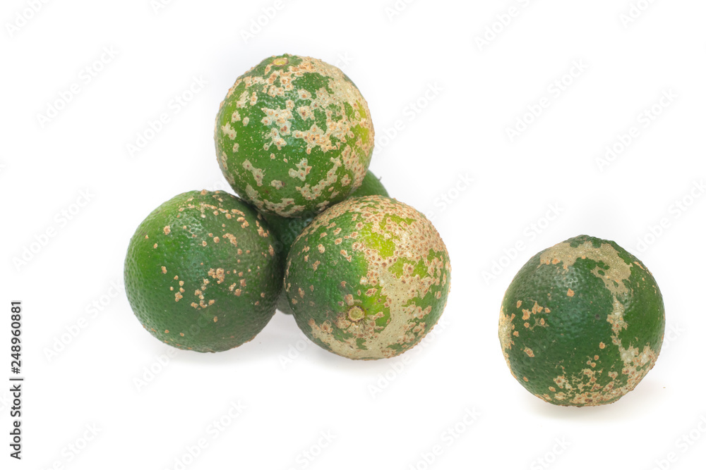 Fresh organic rustic lime isolated on white background Fresh organic rustic lime isolated on white background