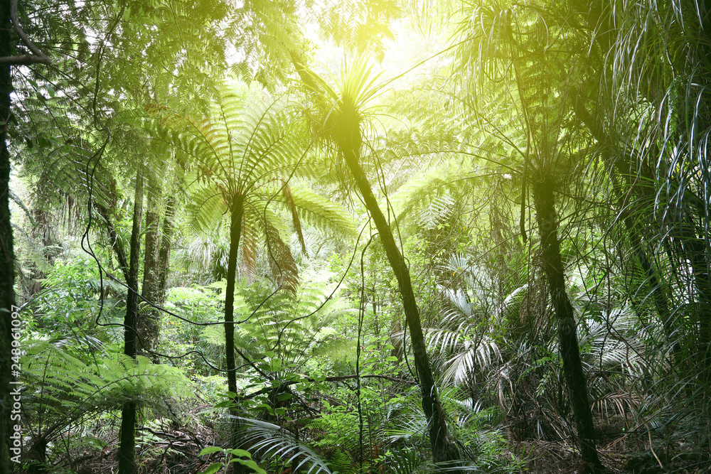 Canopy of jungle Canopy of jungle