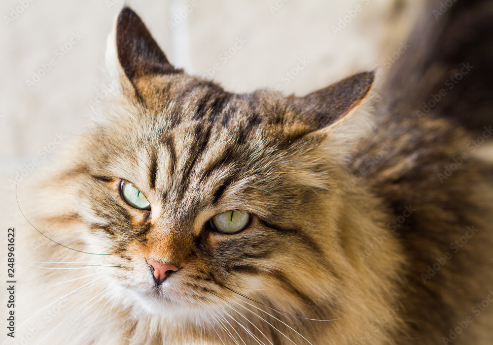 Brown kitten of livestock with long hair, siberian purebred cat Brown kitten of livestock with long hair, siberian purebred cat