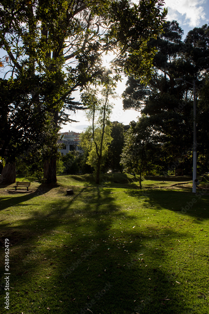 Fototapeta premium Park