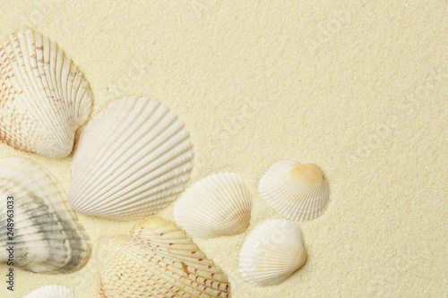Seashells on the white beach sand with copy space