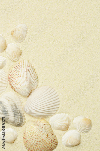 Seashells on the white beach sand with copy space